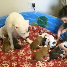 Alapaha Blue Blood Bulldog puppies from F. F. Fox’SFarm of ALAPAHA BLUE BLOOD BULLDOGS