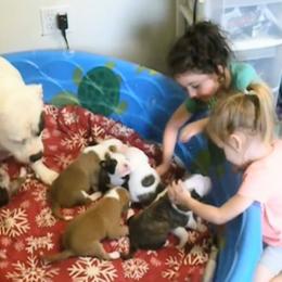 Alapaha Blue Blood Bulldog puppies from F. F. Fox’SFarm of ALAPAHA BLUE BLOOD BULLDOGS
