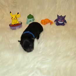 Blue Male - Black and tan male Pomeranian puppy in Buckeye, Arizona from BL Poms Heaven