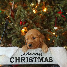Golden Retriever Puppies from Sunshine Goldens