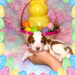 Pear - Parti male Goldendoodle puppy in Kissimmee, Florida from Poodle Doodle Kennels