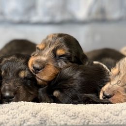 Girl 1 - Black and tan female Dachshund puppy in Anderson, Alabama from Pasek Kennels