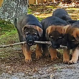 German Shepherd Puppies from Wind Dance German Shepherds