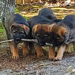 German Shepherd Puppies from Wind Dance German Shepherds