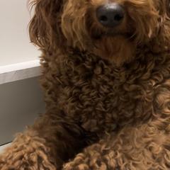 Karol - Poodle
