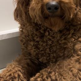 Karol - Poodle