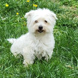 Kilo - Morkie