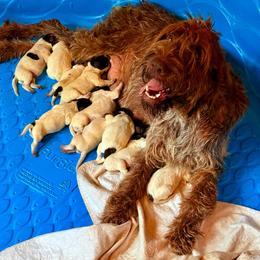 Bird - Chestnut and gray female Wirehaired Pointing Griffon puppy in Shelbyville, Texas from AndersonK9Kennels Bayou Beards