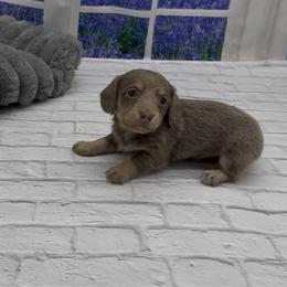 Isabella and Cream Longhair Female - Fawn (isabella) and cream female Dachshund puppy in Killeen, Texas from Southern Dachshunds