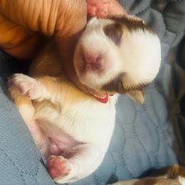 Girl 1 - Chocolate, tan and white female Yorkshire Terrier puppy in Detroit, Michigan from Heaven Sent Yorkies
