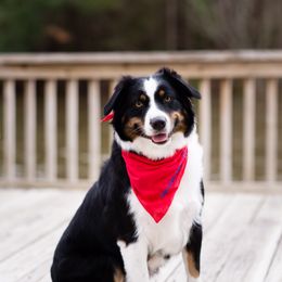 Elsie - Australian Shepherd