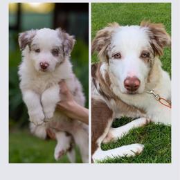 Border Collie All Grown Up from Dual Traxx Border Collies