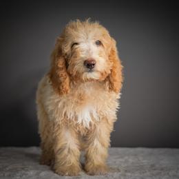 Thor - Apricot male Poodle puppy in Caldwell, Idaho from Boise Doodle Co.