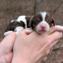 Stoogette - Tri-color female Cavapoo puppy in Coshocton, Ohio from Forever Family Puppies