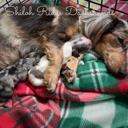 Dachshund Puppies from Shiloh Ridge Dachshunds