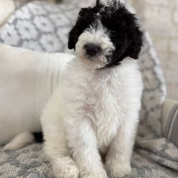 Girl 6 Purple collar - Black and white Bernedoodle puppy in Indiahoma, Oklahoma from Farm Fresh Doodles