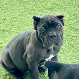 Light Blue Collar - Black male Cane Corso puppy in Ocala, Florida from Worldwide Kennels