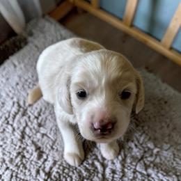 Chloe - Cream female Dachshund puppy in Trenton, Kentucky from Promise Land Puppies