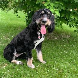 Amber - Bernedoodle