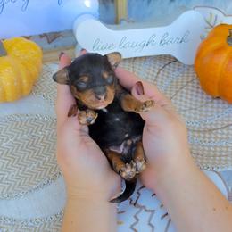 Harvest - Merle male Australian Labradoodle puppy in Connersville, Indiana from Dessie's Doodles
