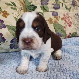 Nat - Tri-Roan male English Springer Spaniel puppy in Kingsport, Tennessee from Leandra's English Springer Spaniels