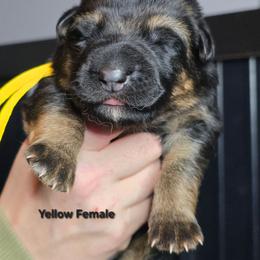 Yellow - Black and tan female German Shepherd puppy in Tony, Wisconsin from Muddy Acres German Shepherds