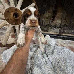 Oscar - Liver white and roan male English Springer Spaniel puppy in Fallscity, Texas from Ciblo Creek Spaniels