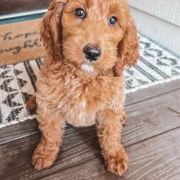 Franklin (Green Collar) - Red  male Goldendoodle puppy in Beaverton, Oregon from Henry Elliots