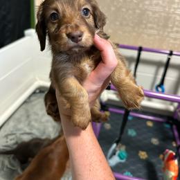 Mint - Chocolate and tan female Dachshund puppy in Sacred Heart, Minnesota from Sacred Dachshunds