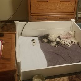 Havanese Puppies from Shadybrook Havanese
