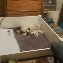 Havanese Puppies from Shadybrook Havanese