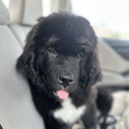 Newfoundland puppies from J & J Meadows