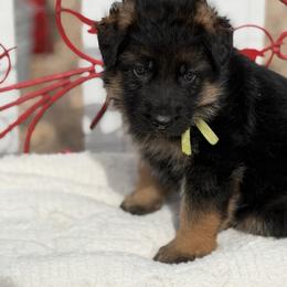 Puppy 1 - Black and red male German Shepherd puppy in La Salle, Colorado from Pure Heart German shepherds