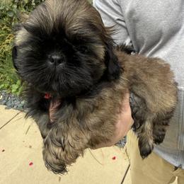 Lenox of the Empress - Chocolate male Shih Tzu puppy in Ellicott City, Maryland from Dr. Dmitriy Kurenbin AKC cert PURE SHIH TZU CHAMPION BLOODLINE
