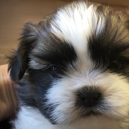 Texaco - Black gold and white male Shih Tzu puppy in Conway, Missouri from Stevens’ Hidden Acres