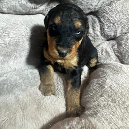 Miss Pink - Black and tan female Airedale Terrier puppy in Mooresville, North Carolina from Farm 55