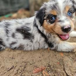 Beau - Blue merle male Miniature Australian Shepherd puppy in Dunnellon, Florida from Ever After Mini Aussies