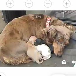 Boy 2 - Cream male Dachshund puppy in Horizon City, Texas from Willipaws