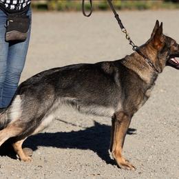 Ember - German Shepherd
