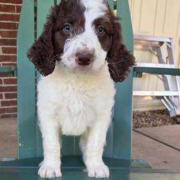 Domino -brown collar - Brown and white male Bernedoodle puppy in Aurora, Colorado from Simply Amazing Doodles