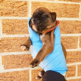 Boxer Puppies from SmashBox Kennel