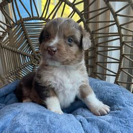 Sven - Red merle male Australian Shepherd puppy in Grants Pass, Oregon from Carmel Mountain Aussies