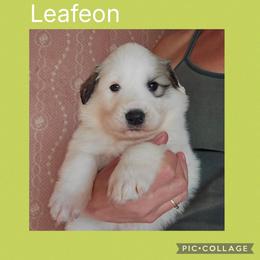 Leafeon - White and badger female Great Pyrenees puppy in Mikado, Michigan from Brittain Family Farm