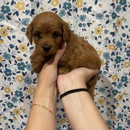 Red-Mini - Red  male Goldendoodle puppy in Millville, New Jersey from Michelle's Doodles
