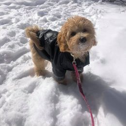 Goldendoodle Puppies from Salty River Doodles