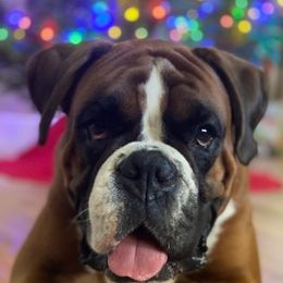 Boxers from Treasure Coast Boxer and French Bulldog Puppies