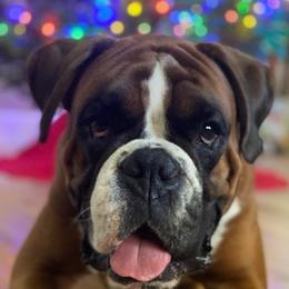 Boxers from Treasure Coast Boxer and French Bulldog Puppies