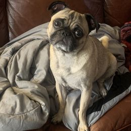 Obi - Pug