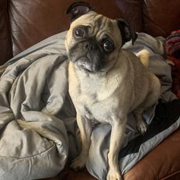 Obi - Pug