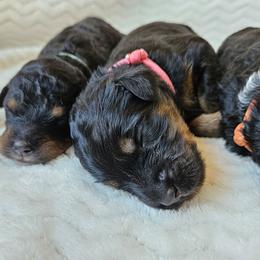 Periwinkle - Phantom female Bernedoodle puppy in Granton, Wisconsin from Rose River Farms